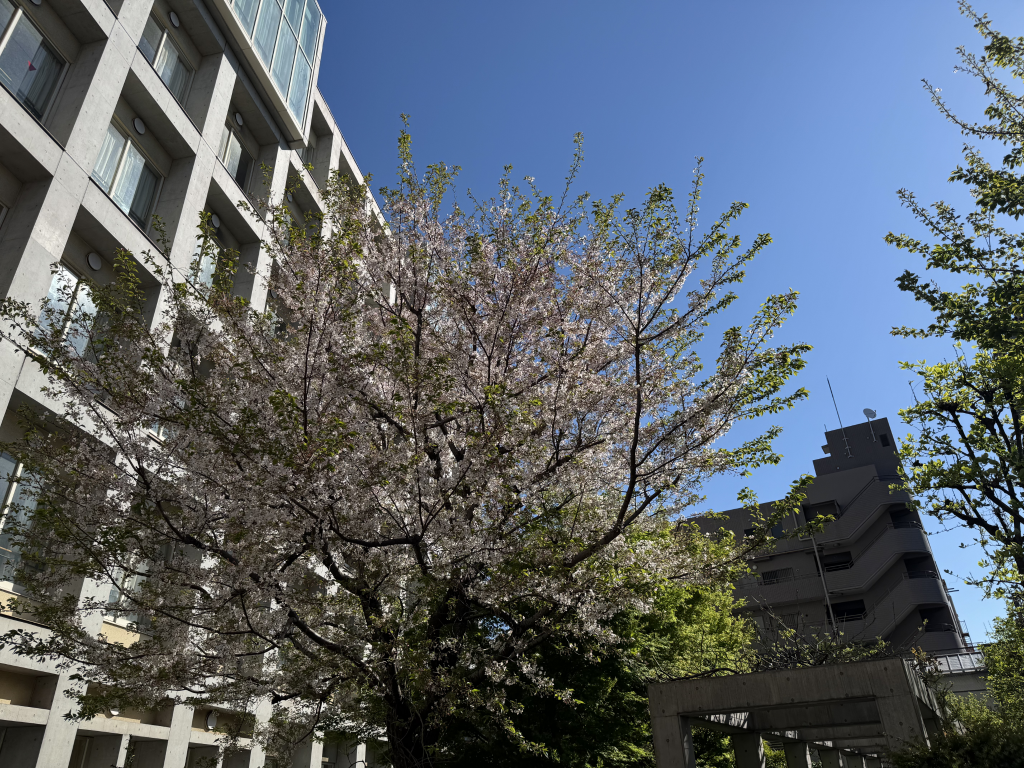 【入学おめでとう！】令和8年度　駒込学園入学式が挙行されました